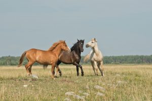 Veulen veiling Drenthe