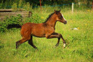 veulen bieding