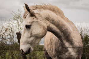 Natuurlijke ondersteuning bij paarden met 100% kruiden