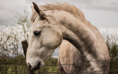 Natuurlijke ondersteuning bij paarden met 100% kruiden